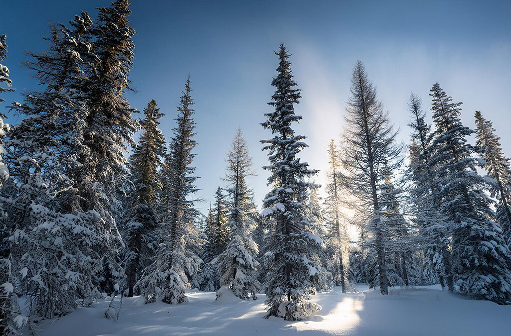 Sunlight streaming through tall snow-covered pine trees in a peaceful winter forest.